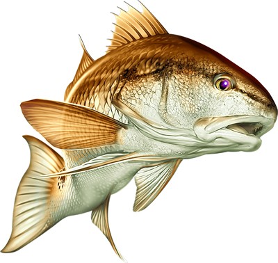 Red Drum Fishing